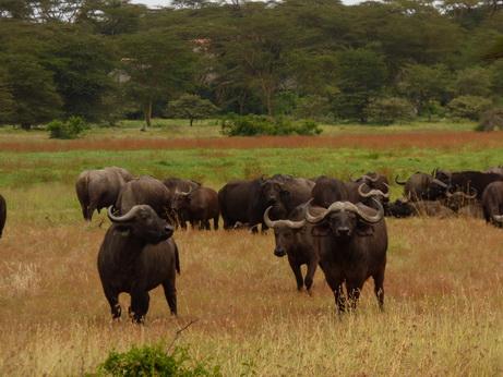 Solio RancH  Buffalo 