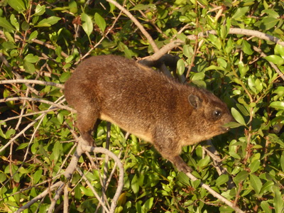 Sunbird Lodge   Lake Elementaita   Kenia   