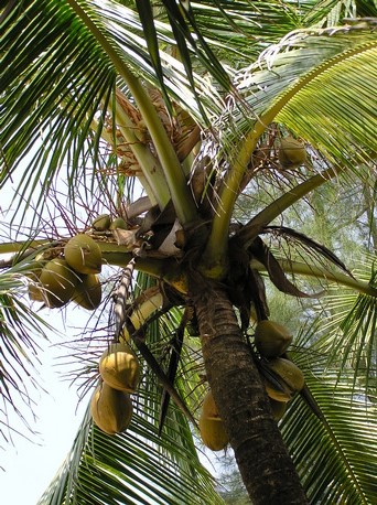 Khao Lak Khaolak Laguna ResortKhao Lak Khaolak Laguna Resort