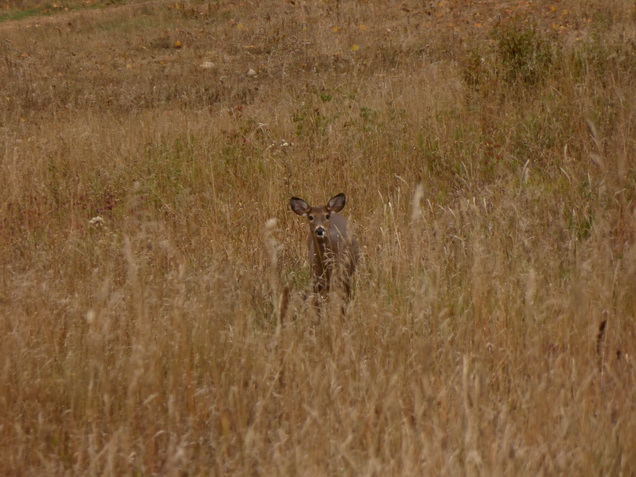 deer Montreal Laurentides Mont Tremblant Montreal Laurentides Mont Tremblant