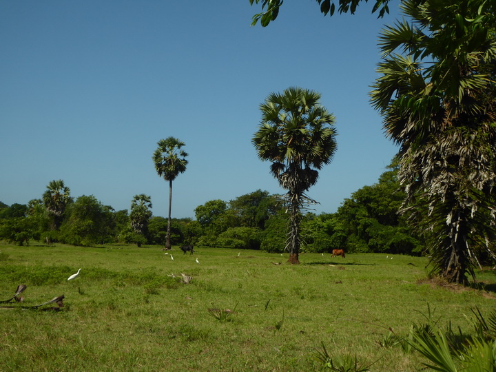 heronpalms